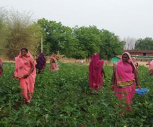 Vegitable cultivation by Maa Banjari SHG -Kusumdharh at Jharbandh, Phone -6372600778