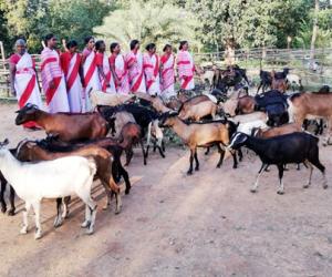 Parbati SHG (Goat Farming), Village-Banagalimunda, Block-Tileibani, District-Deogarh